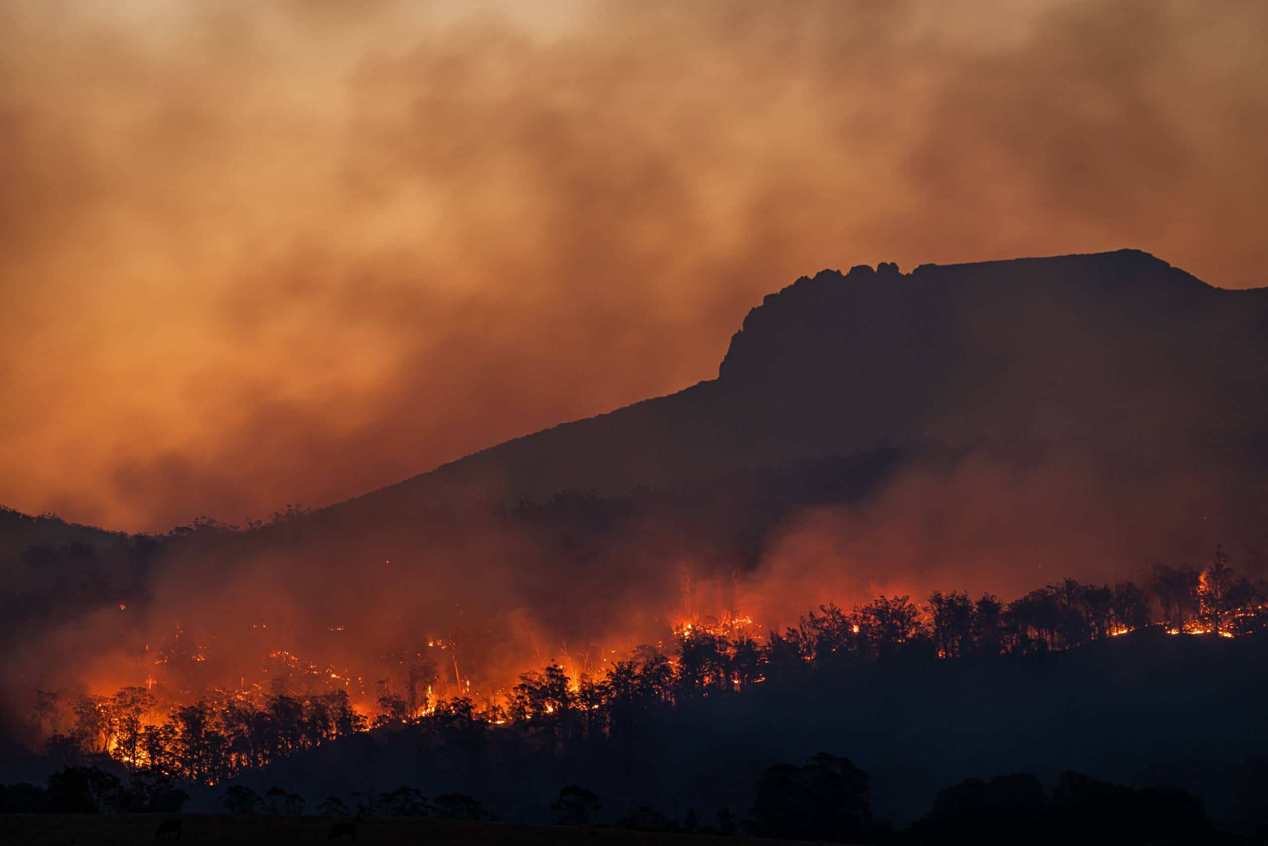 Incendios forestales en Tasmania, Australia. Créditos: Matt Palmer / Unsplash