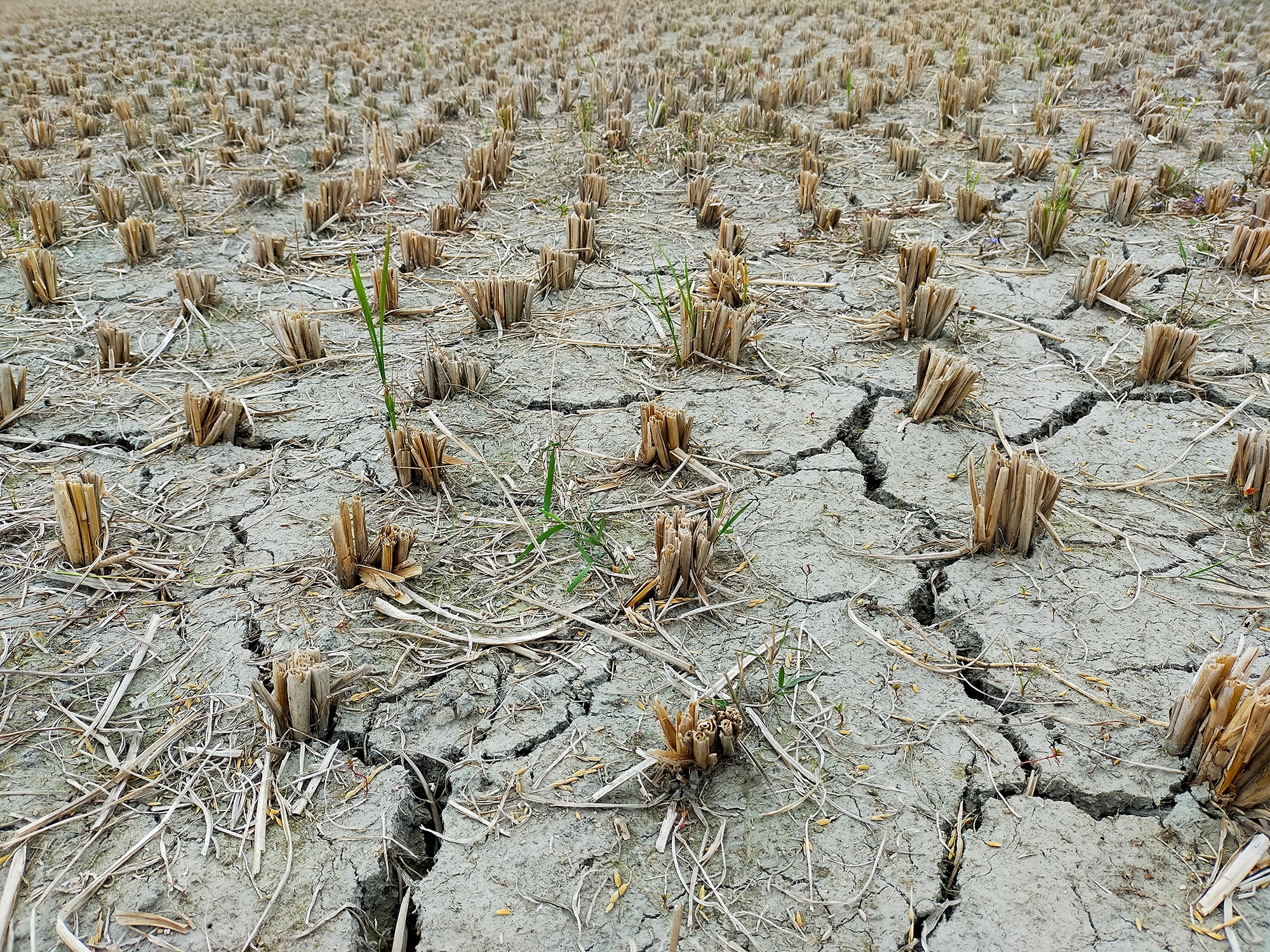 El cambio climático aumenta las probabilidades de que la sequía empeore en muchas partes del mundo en las próximas décadas. Créditos: Md. Hasanuzzaman Himel / Unsplash