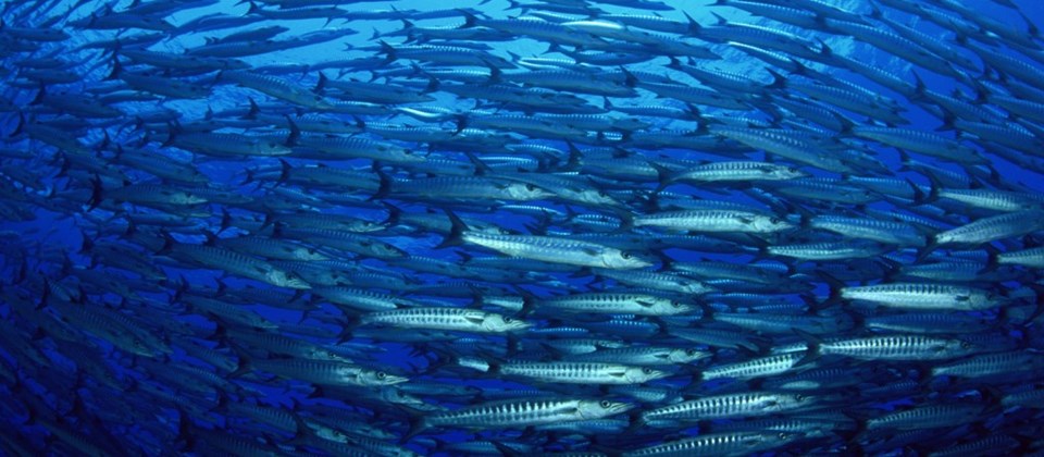 El stock de pesca podría verse afectado por el calentamiento global — Informe del IPCC 2019. Imagen: FAO
