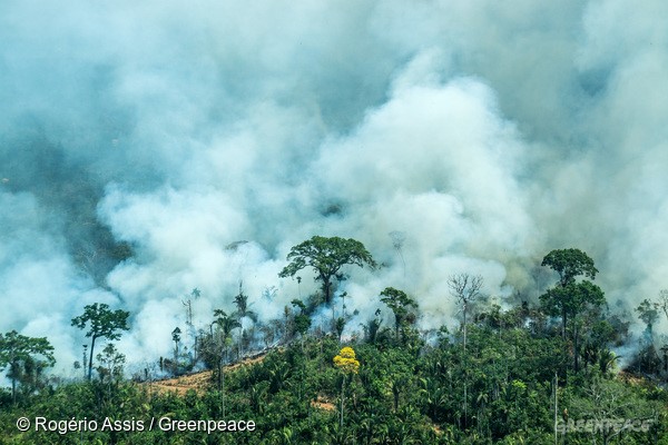 Área de floresta em chamas próxima a Itaituba, no Pará (Foto: Rogério Assis/Greenpeace