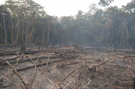 Aceleração de desmatamento da Amazônia gera o risco de savanização