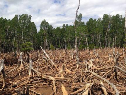 Desmatamento e os riscos para as mudanças climáticas, relatório do IPCC / ONU