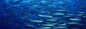 Estoque pesqueiro pode ser afetado por Aquecimento Global - relatório IPCC 2019
