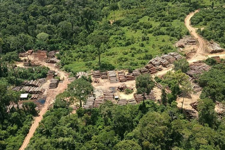 Desmatamento ilegal atinge terras indígenas - Relatório Violência contra Povos Indígenas - CIMI