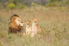 Picture of male lion and two cubs in the grass 